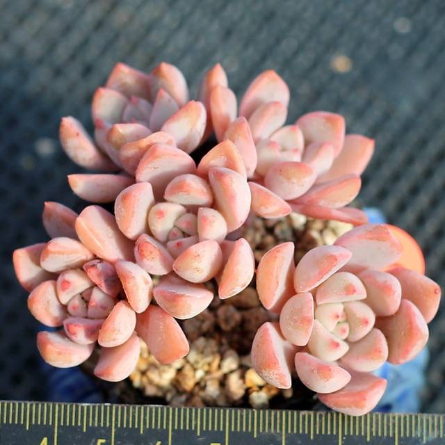 PRESALE Echeveria Pretty in Pink, (Not so Random)