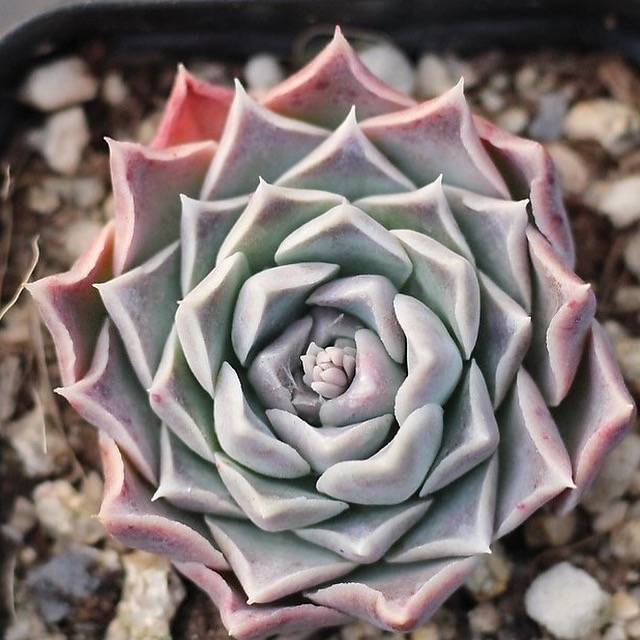 Presale Echeveria 'Giro'