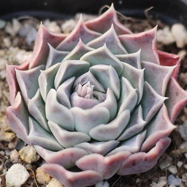 Presale Echeveria 'Giro'