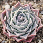 Presale Echeveria 'Giro'