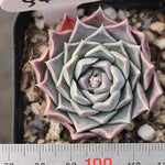 Presale Echeveria 'Giro'