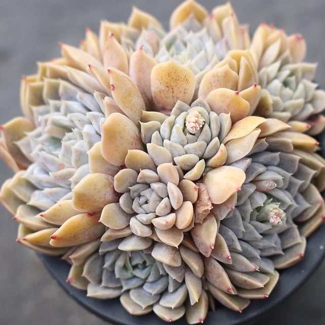 $10 OFF SPECIAL - Echeveria Mary Bell, (Cluster)