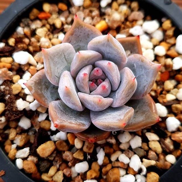 PRESALE Echeveria Unknown, (Not so Random)