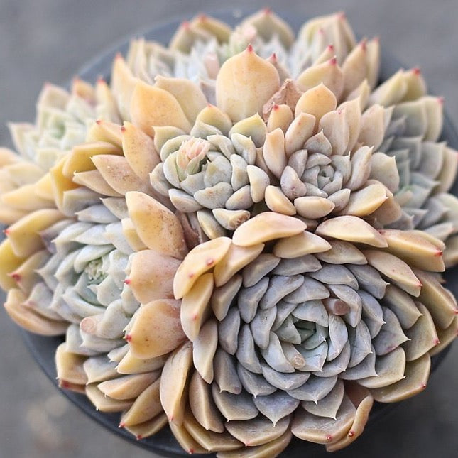 $10 OFF SPECIAL - Echeveria Mary Bell, (Cluster)