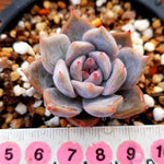 PRESALE Echeveria Unknown, (Not so Random)