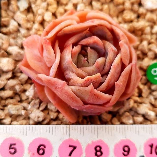 SPECIAL! JUST CART!!! PRESALE Echeveria Onslow