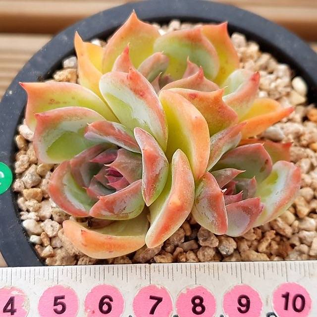 PRESALE Echeveria Angel Star, (Random)