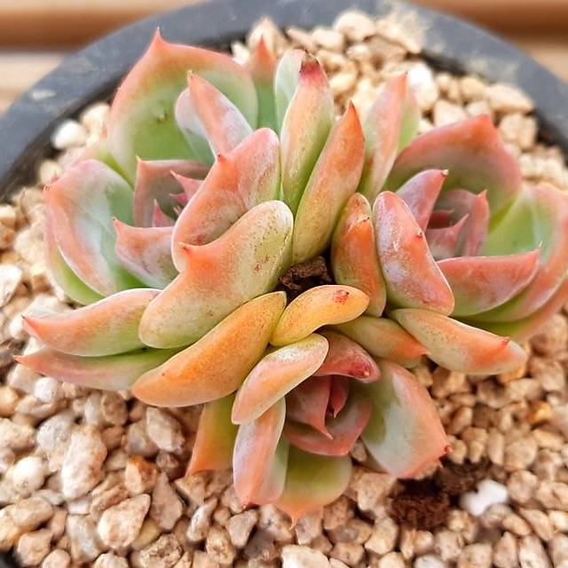 PRESALE Echeveria Angel Star, (Random)