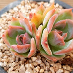 PRESALE Echeveria Angel Star, (Random)