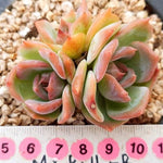 PRESALE Echeveria Angel Star, (Random)