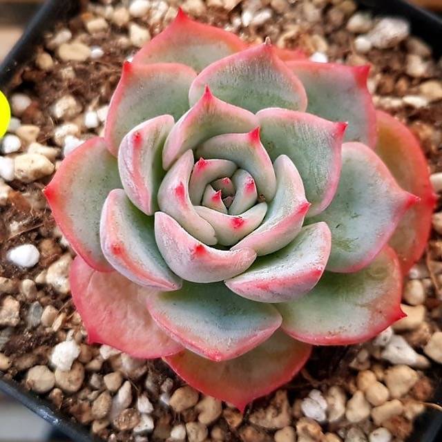 PRESALE Echeveria Bivas, (Random)