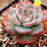 PRESALE Echeveria Bivas, (Random)