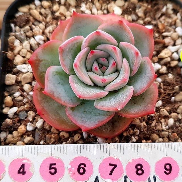 PRESALE Echeveria Bivas, (Random)