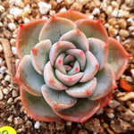 PRESALE Echeveria Bivas, (Random)