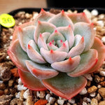 PRESALE Echeveria Bivas, (Random)