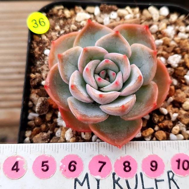 PRESALE Echeveria Bivas, (Random)