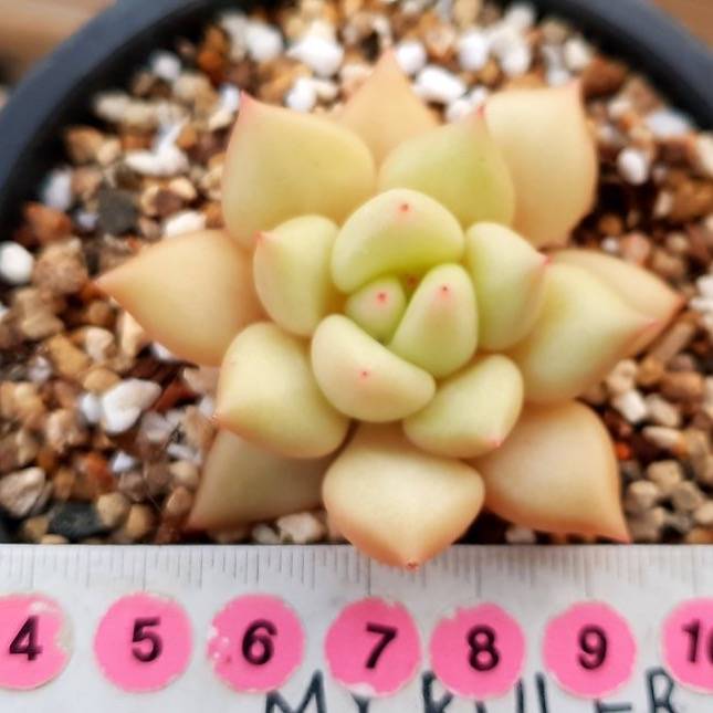 PRESALE Echeveria J.C. Van Keppel, (Random)