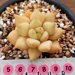 PRESALE Echeveria J.C. Van Keppel, (Random)