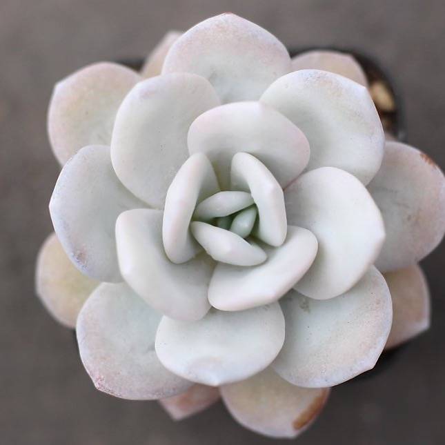 PRESALE Echeveria 'Lauii'