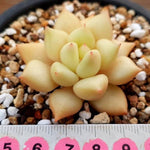 PRESALE Echeveria J.C. Van Keppel, (Random)