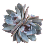Echeveria Ivory Special, Large Cluster