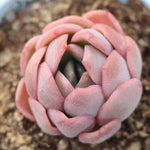 THE GOOD, THE BAD and The UGLY SALE! Echeveria 'Ganoderma'