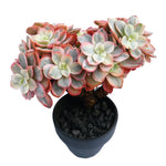 Echeveria Suyon, Variegata