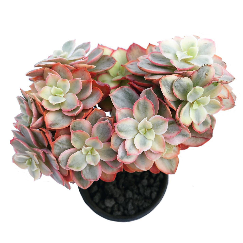 Echeveria Suyon, Variegata