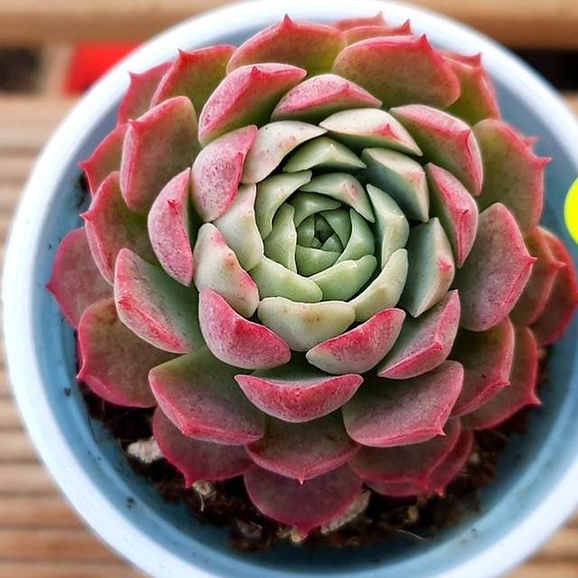 red hole succulent PRESALE Echeveria Charlotte, (Random) – Cedar Creek Farmhouse