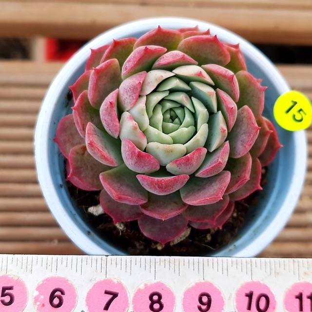 PRESALE Echeveria Charlotte, (Random)