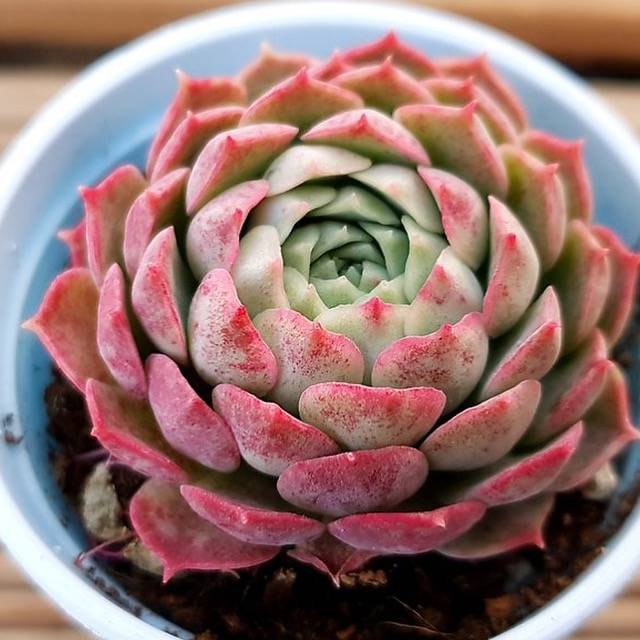 PRESALE Echeveria Charlotte, (Random)