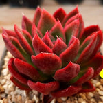 PRESALE Echeveria 'Arabesque,' (Random)