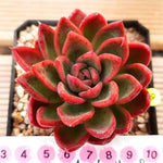 PRESALE Echeveria 'Arabesque,' (Random)