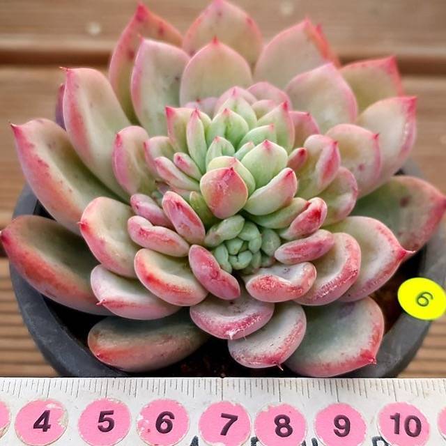 bright succulent PRESALE Echeveria Shine Bright, (Random) – Cedar Creek Farmhouse