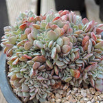 PRESALE Echeveria Tuxpan, Cristata, (Random)