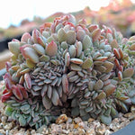 PRESALE Echeveria Tuxpan, Cristata, (Random)