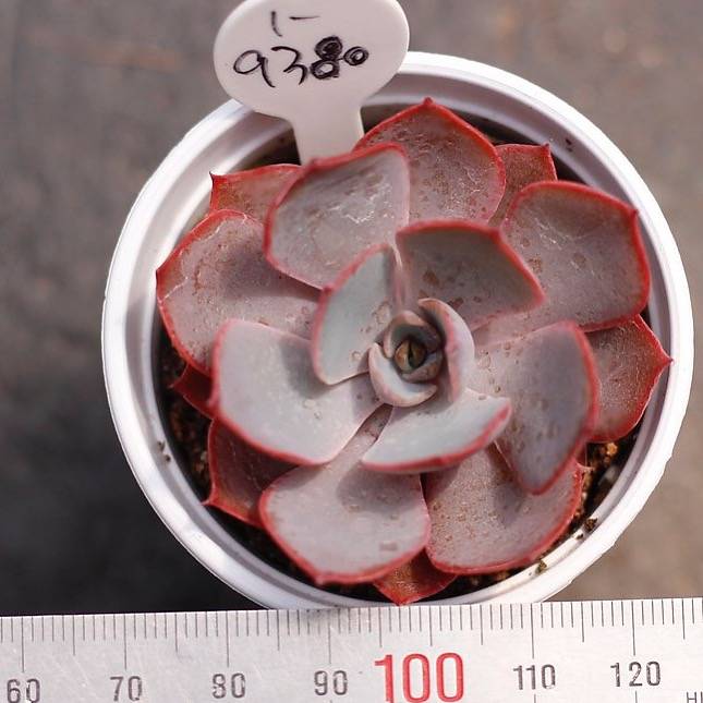 PRESALE Echeveria Dondon