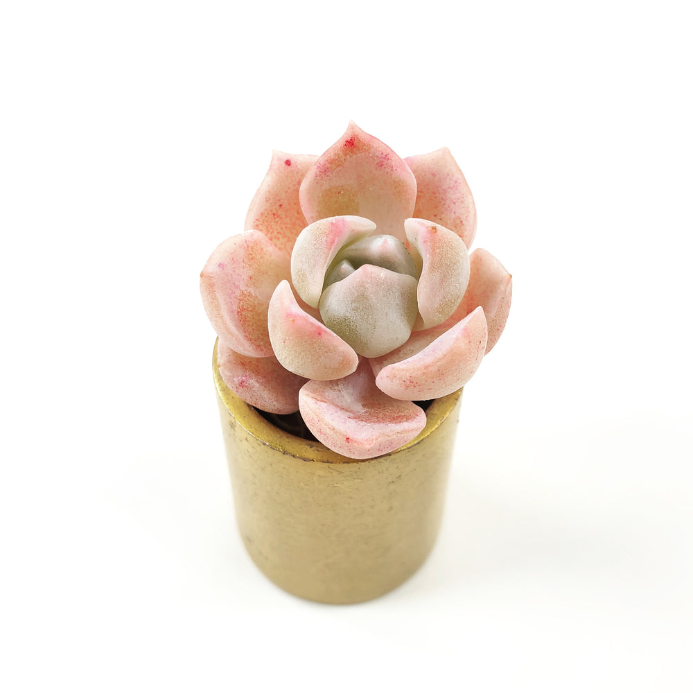 THE GOOD, THE BAD and The UGLY SALE! Echeveria Madeline
