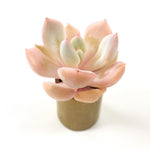 THE GOOD, THE BAD and The UGLY SALE! Echeveria Leucine Sp