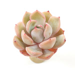 THE GOOD, THE BAD and The UGLY SALE! Echeveria 'Metaphor'