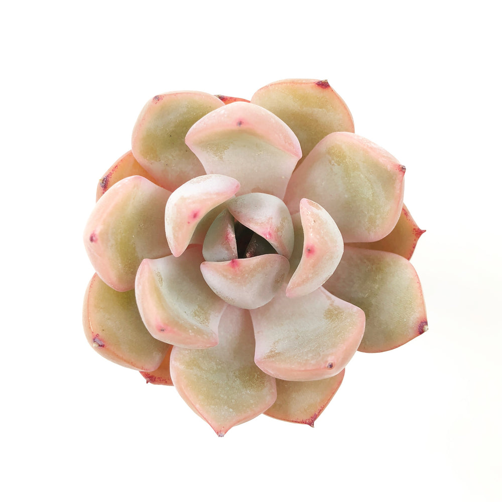 THE GOOD, THE BAD and The UGLY SALE! Echeveria Metaphor