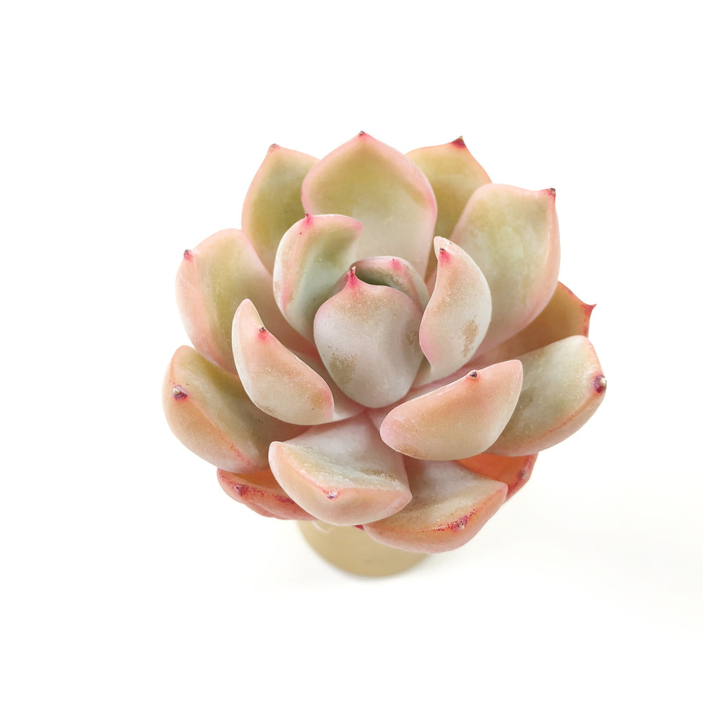 THE GOOD, THE BAD and The UGLY SALE! Echeveria Metaphor