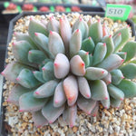 PRESALE Echeveria Orange Sherbet, (Random)