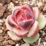 THE GOOD, THE BAD and The UGLY SALE! Echeveria Black Queen Hybrid