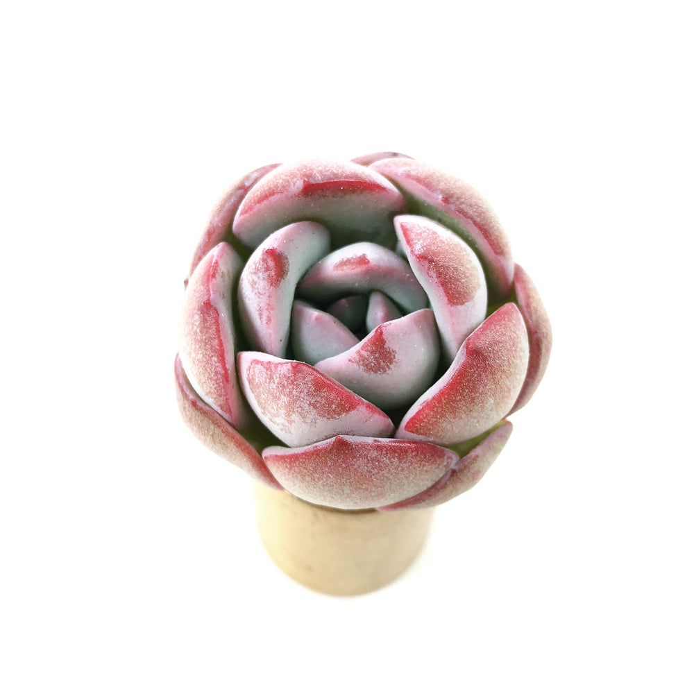 THE GOOD, THE BAD and The UGLY SALE! Echeveria 'Fulden'