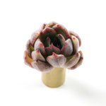 THE GOOD, THE BAD and The UGLY SALE! Echeveria 'Black Rose'
