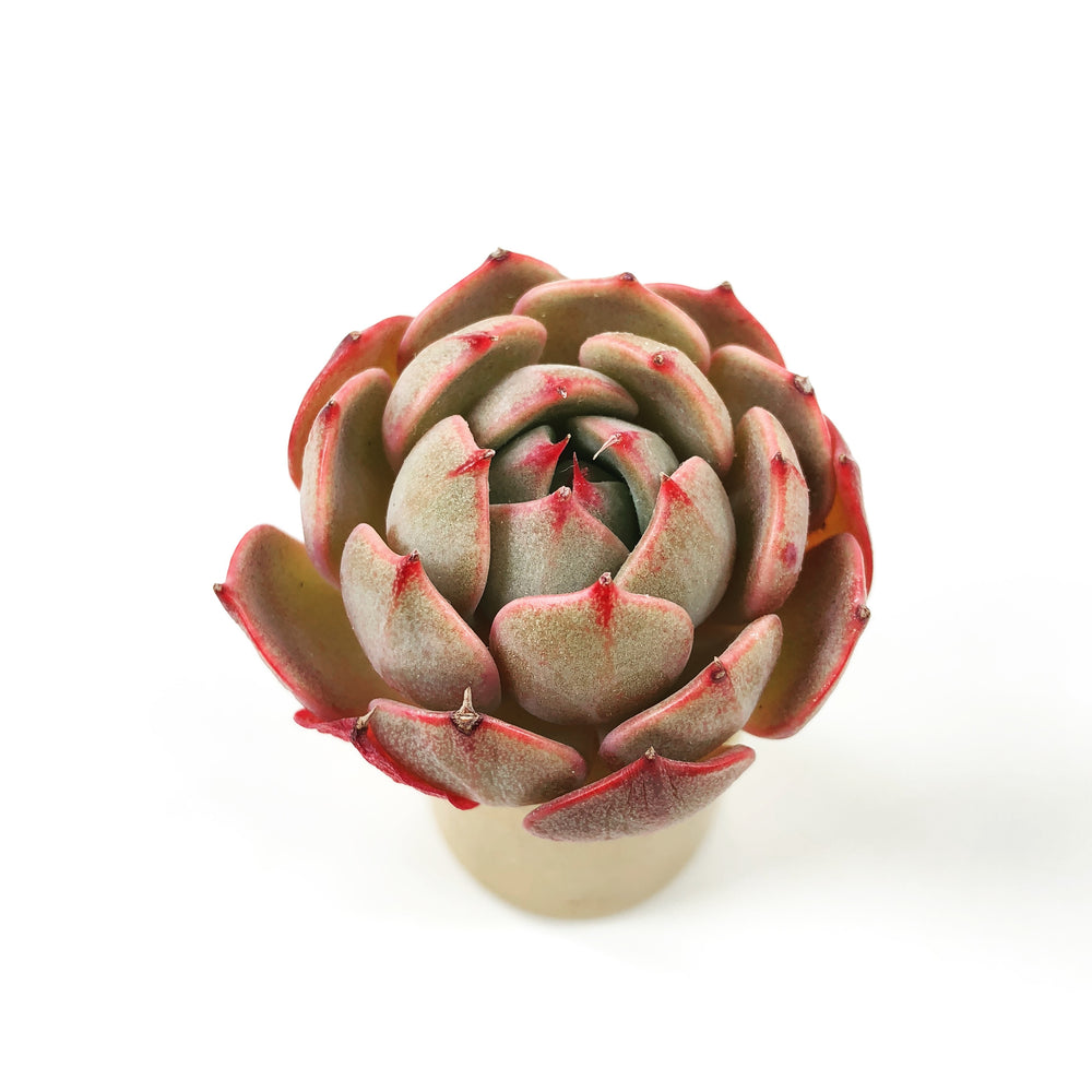 THE GOOD, THE BAD and The UGLY SALE! Echeveria Laulensis Sp