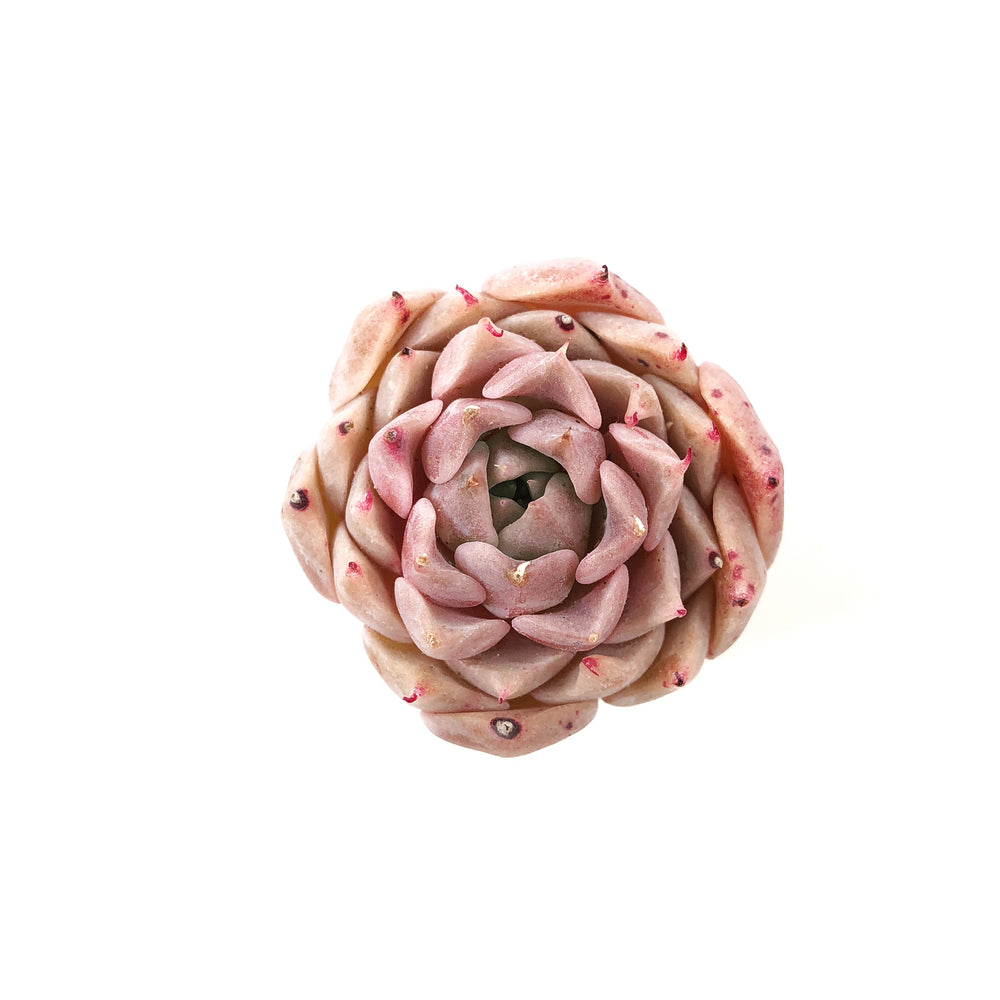 THE GOOD, THE BAD and The UGLY SALE! Echeveria Helena x Amanda