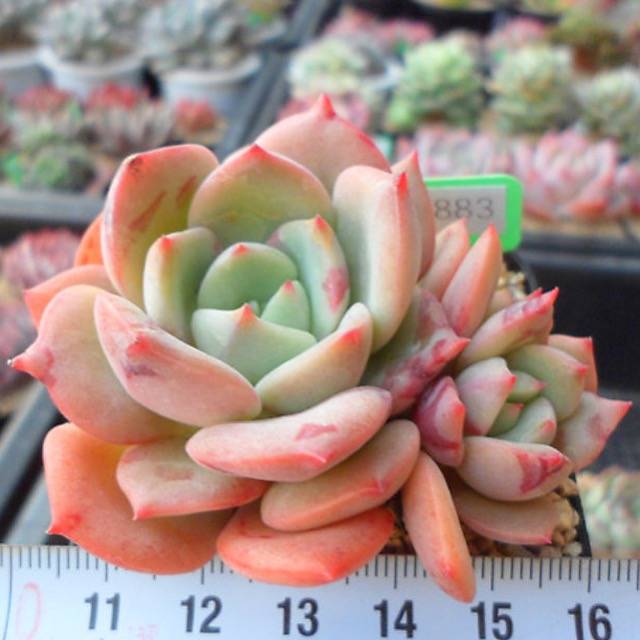 PRESALE Echeveria Shamong, (Random)