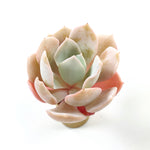 THE GOOD, THE BAD and The UGLY SALE! Echeveria 'Nuch'